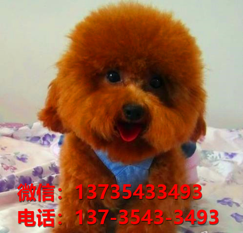 长治宠物狗狗犬舍出售纯种贵宾犬卖狗买狗地方