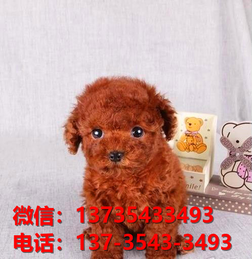 长治宠物狗狗犬舍出售纯种贵宾犬卖狗买狗地方在哪有狗市场