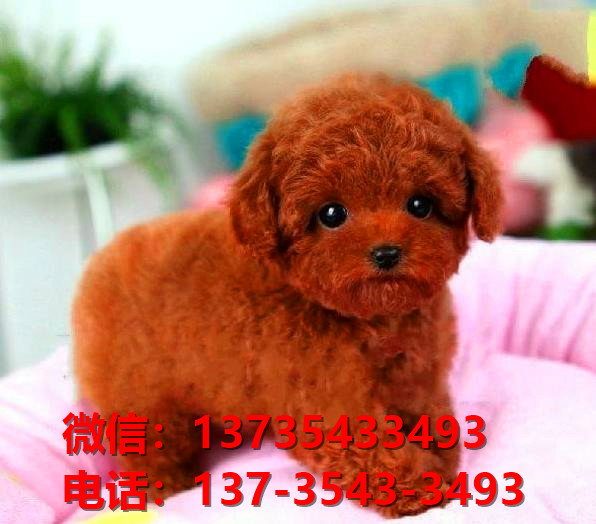 临汾宠物狗狗犬舍出售纯种贵宾巨贵犬幼犬卖狗