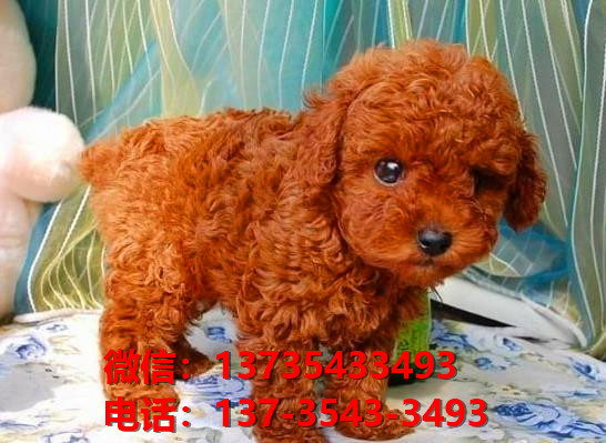 临汾宠物狗狗犬舍出售纯种贵宾巨贵犬幼犬卖狗买狗地方哪有狗市场