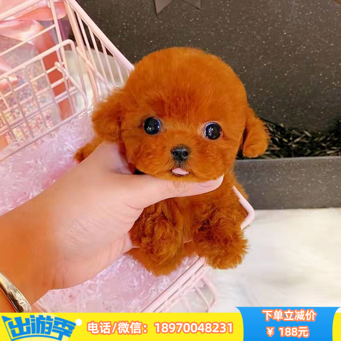 南昌本地出售纯种泰迪，确保健康，假一赔十