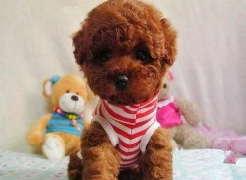 广州买狗 广州哪里有买狗靠谱 贵宾犬一只多少钱