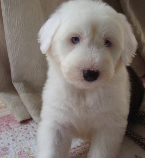 大理买古牧 宾川县买古牧 狗场出售漂亮古牧