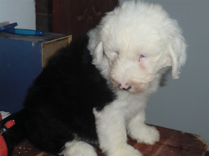 云南哪里卖纯种古代牧羊犬 云南纯种古代牧羊