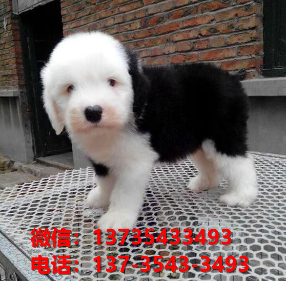 平顶山犬舍出售纯种古牧幼犬 全白头古代牧羊