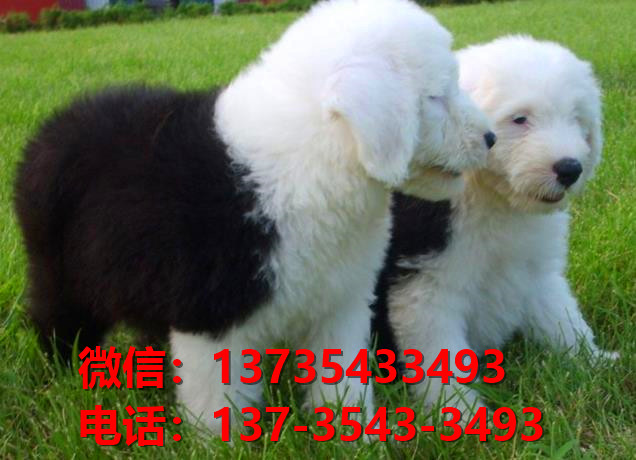 铜川犬舍出售纯种古牧幼犬 全白头古代牧羊犬