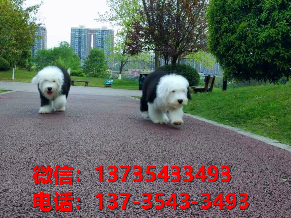 蚌埠犬舍出售纯种古牧幼犬 全白头古代牧羊犬