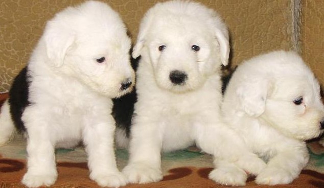 楚雄买古牧 元谋县买古牧 云南狗场出售古牧欢