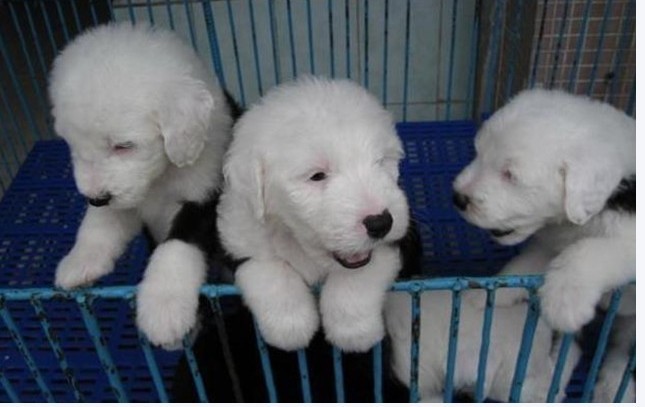 红河开远买古牧 开远名犬基地买古牧