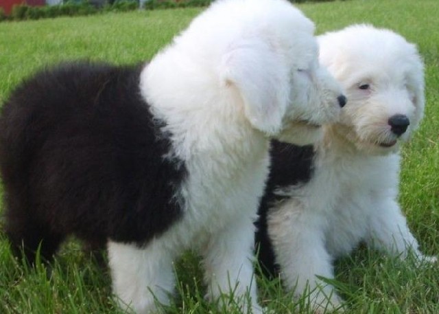 云南昆明买古代羊犬 养殖场出售纯种健康小古