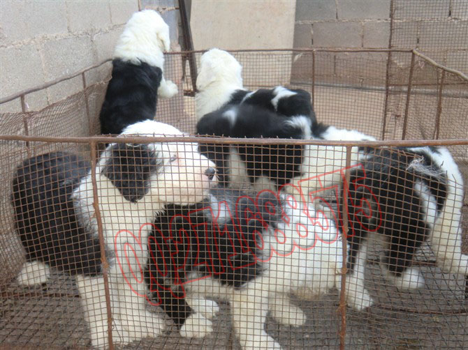 昆明哪里买狗靠谱 昆明哪里买古代牧羊犬健康