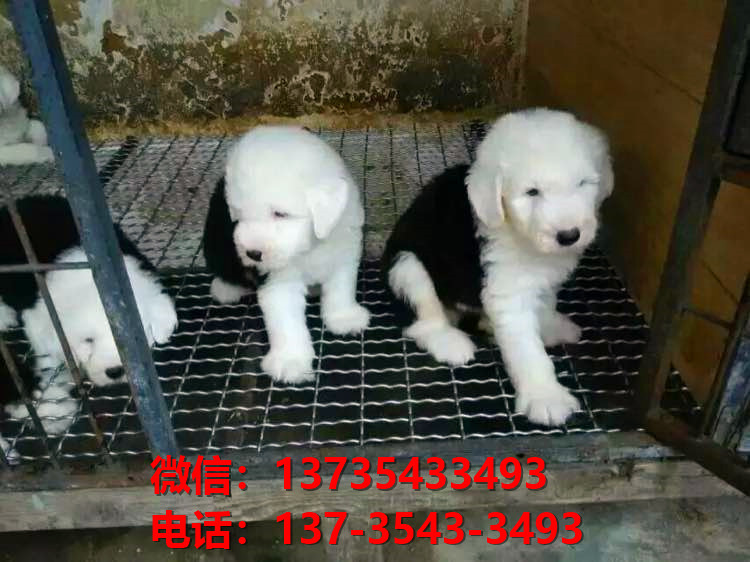 柳州犬舍出售纯种古牧幼犬 全白头古代牧羊犬