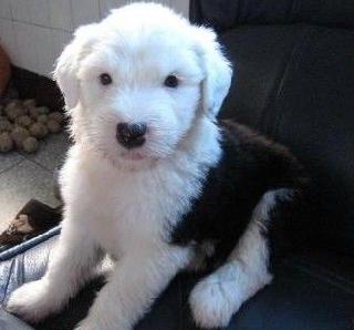 铜仁买古牧 犬场出售漂亮小古牧欢迎联系