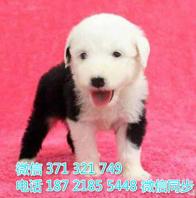 犬舍直销，哪里有宠物古牧 ，精品小型中型大型犬