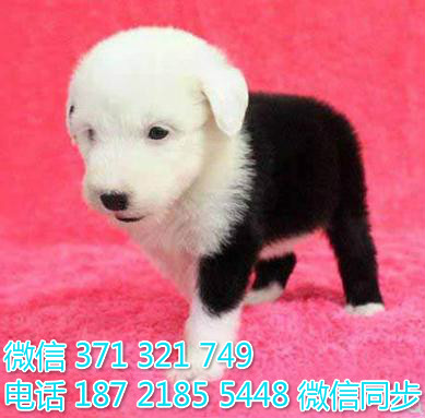 犬舍直销，哪里有宠物古牧 ，精品小型中型大型犬狗狗乱