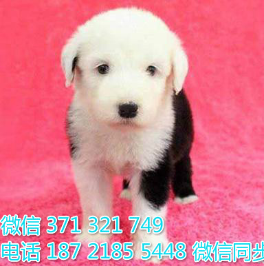 犬舍直销，哪里有宠物古牧 ，精品小型中型大型犬狗狗崭