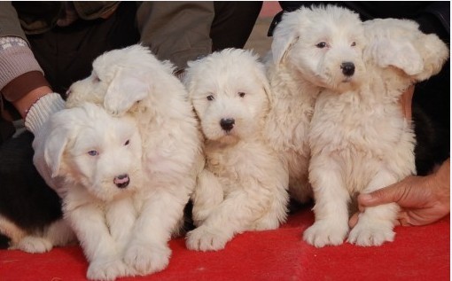 凯里买古牧 贵州买古牧 养犬场古牧幼犬出售