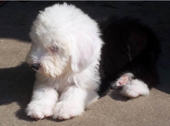 云南买古牧 昆明买古牧 狗场漂亮小古牧欢迎选