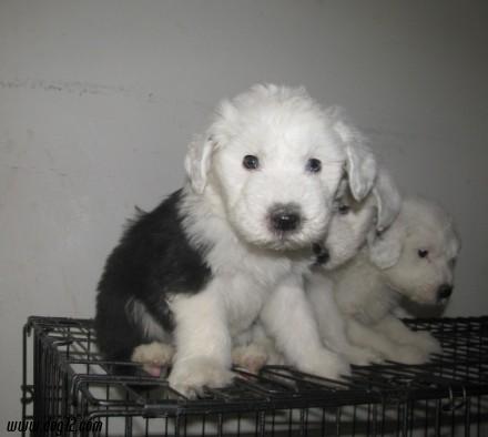 丽江买古牧 华坪县买古牧 狗场古牧犬出售