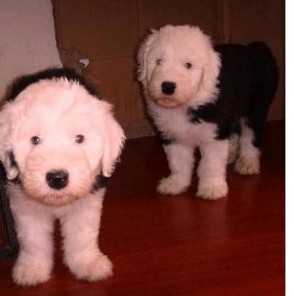 大理哪里买古牧 云南狗狗基地出售小古牧