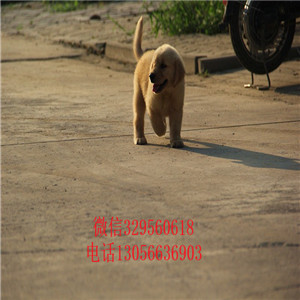 平顶山出售纯种高品质精品金毛金毛多少钱疫苗齐全