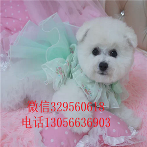 怀化哪里能买到法国比熊幼犬双血统比熊疫苗齐