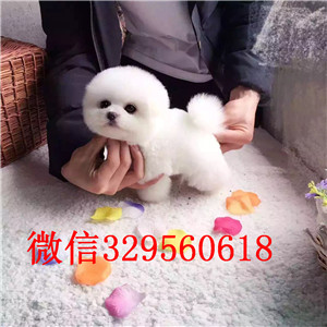 莱芜哪里有卖聪明可爱的博美黄色博美高品质博