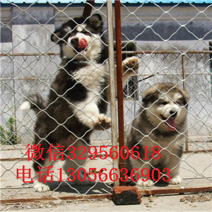 哈尔滨出售纯种灰色阿拉斯加纯种阿拉斯加疫苗