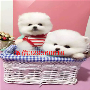 济源哪里能买到哈多利球体博美博美多少钱一只