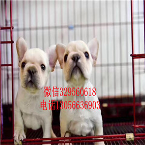 辽宁铁岭出售一道筋法斗虎斑法斗疫苗齐全