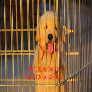 濮阳金毛幼犬高品质精品金毛金毛基地包纯种健康