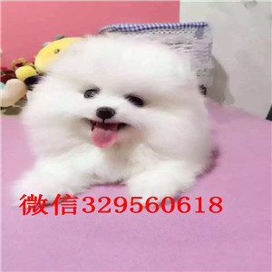 延安哪里有卖小体博美双血统博美包纯种健康