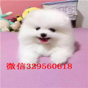 延安哪里有卖小体博美双血统博美包纯种健康