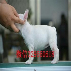 长沙哪里有卖的哪里能买到纯种法斗疫苗齐全 价格实惠憨憨的法斗犬