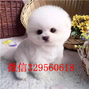 莱芜哪里有卖聪明可爱的博美黄色博美高品质博美