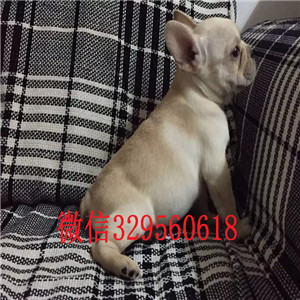 鸡西卖双血统法牛法斗多少钱一只短体法斗包纯