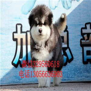 承德市哪里能买到红色阿拉斯加熊版阿拉斯加疫