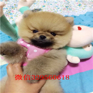 漯河哪里有卖哈多利球体博美博美价格包纯种健康