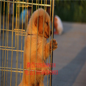 平顶山出售纯种高品质精品金毛金毛多少钱疫苗齐全