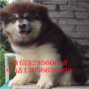 濮阳哪里能买到红色阿拉斯加巨型阿拉斯加包纯