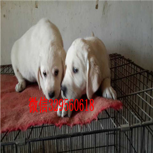 襄樊哪里有卖拉布拉多黄色拉布拉多疫苗齐全