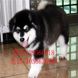 大连赛级精品黑色阿拉斯加赛级阿拉斯加疫苗齐