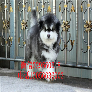 鸡西出售纯种阿拉斯加幼犬巨型阿拉斯加大骨架