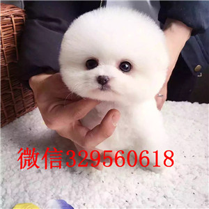 莱芜哪里有卖聪明可爱的博美黄色博美高品质博美