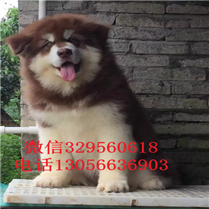 焦作哪里能买到黑色阿拉斯加熊版阿拉斯加大骨架