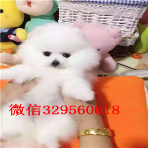 襄樊哪里能买到聪明可爱的博美双血统博美高品