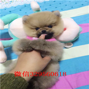 漯河哪里有卖哈多利球体博美博美价格包纯种健康