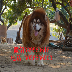 佳木斯赛级精品红色阿拉斯加巨型阿拉斯加大骨