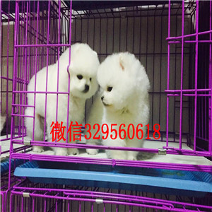 濮阳哪里有卖白色博美博美图片包纯种健康