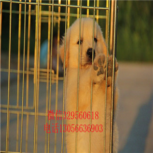 焦作出售纯种带证书的金毛金毛多少钱包纯种健